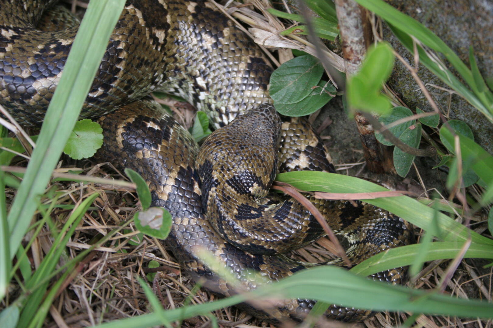 Die Boa schläft im Gras.