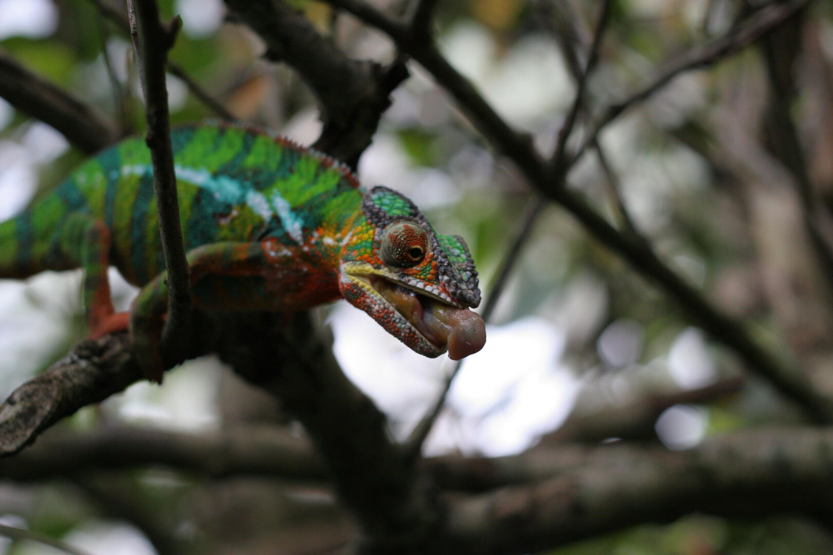 So sieht das
 aus, wenn ein Chamäleon eine Heuschrecke fängt.