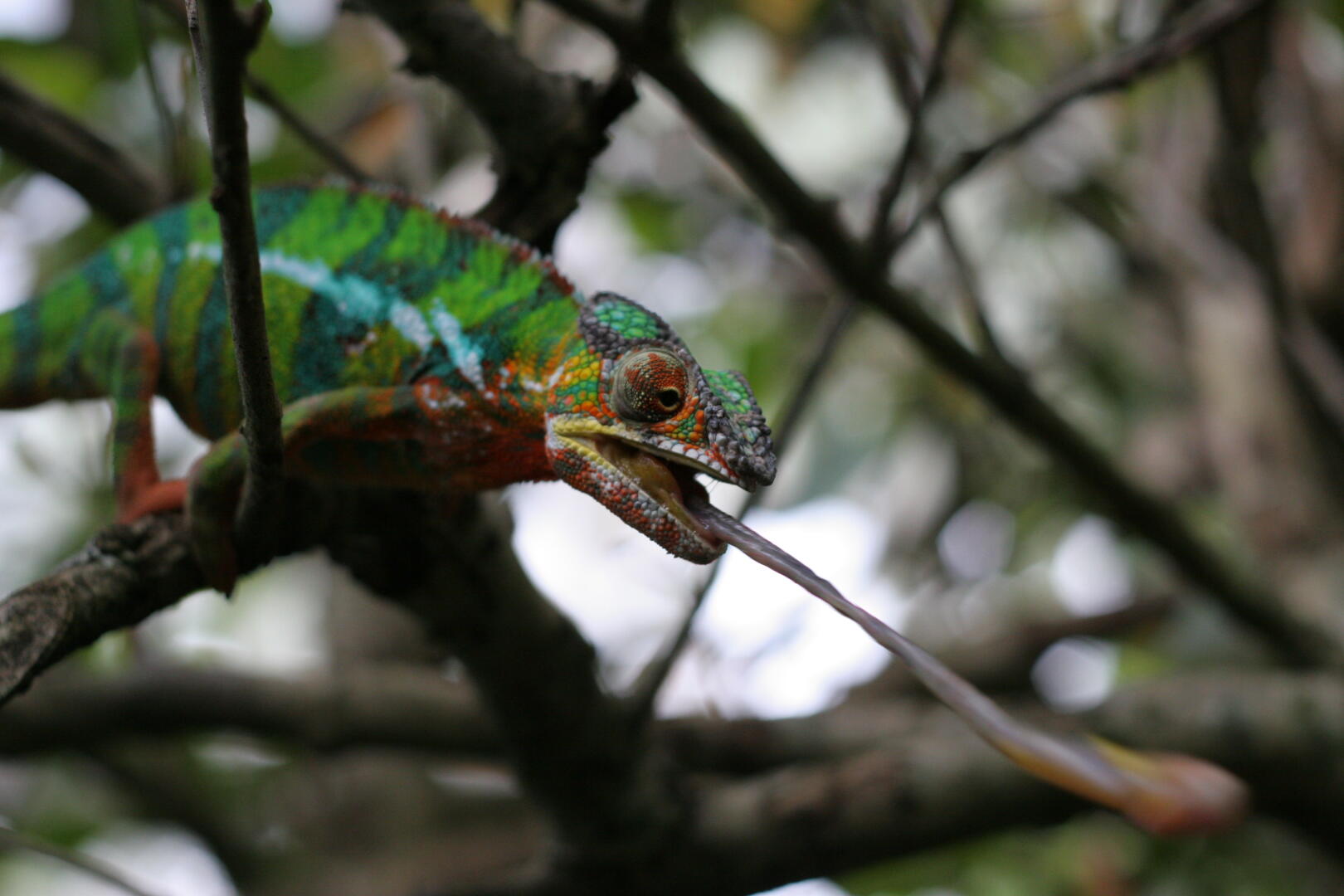 So sieht das
 aus, wenn ein Chamäleon eine Heuschrecke fängt.
