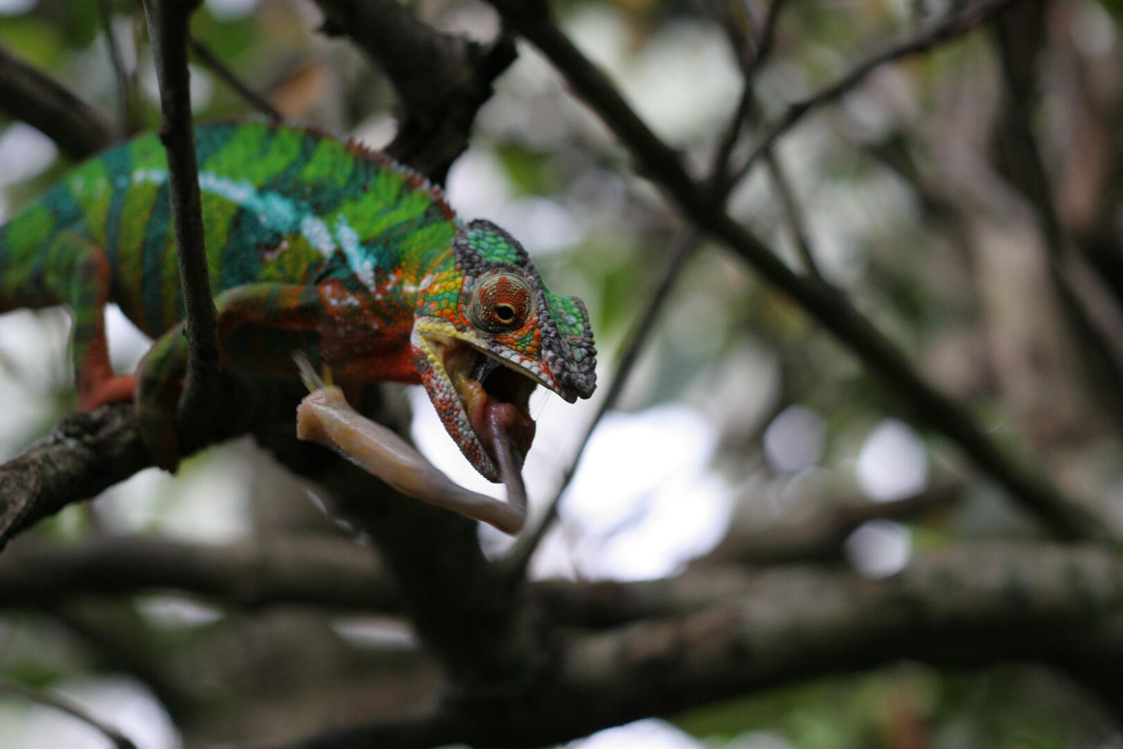 So sieht das
 aus, wenn ein Chamäleon eine Heuschrecke fängt.