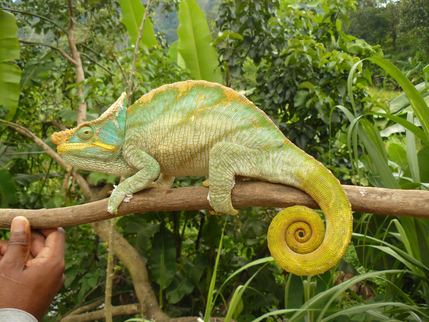 Calumma parsonii Männchen