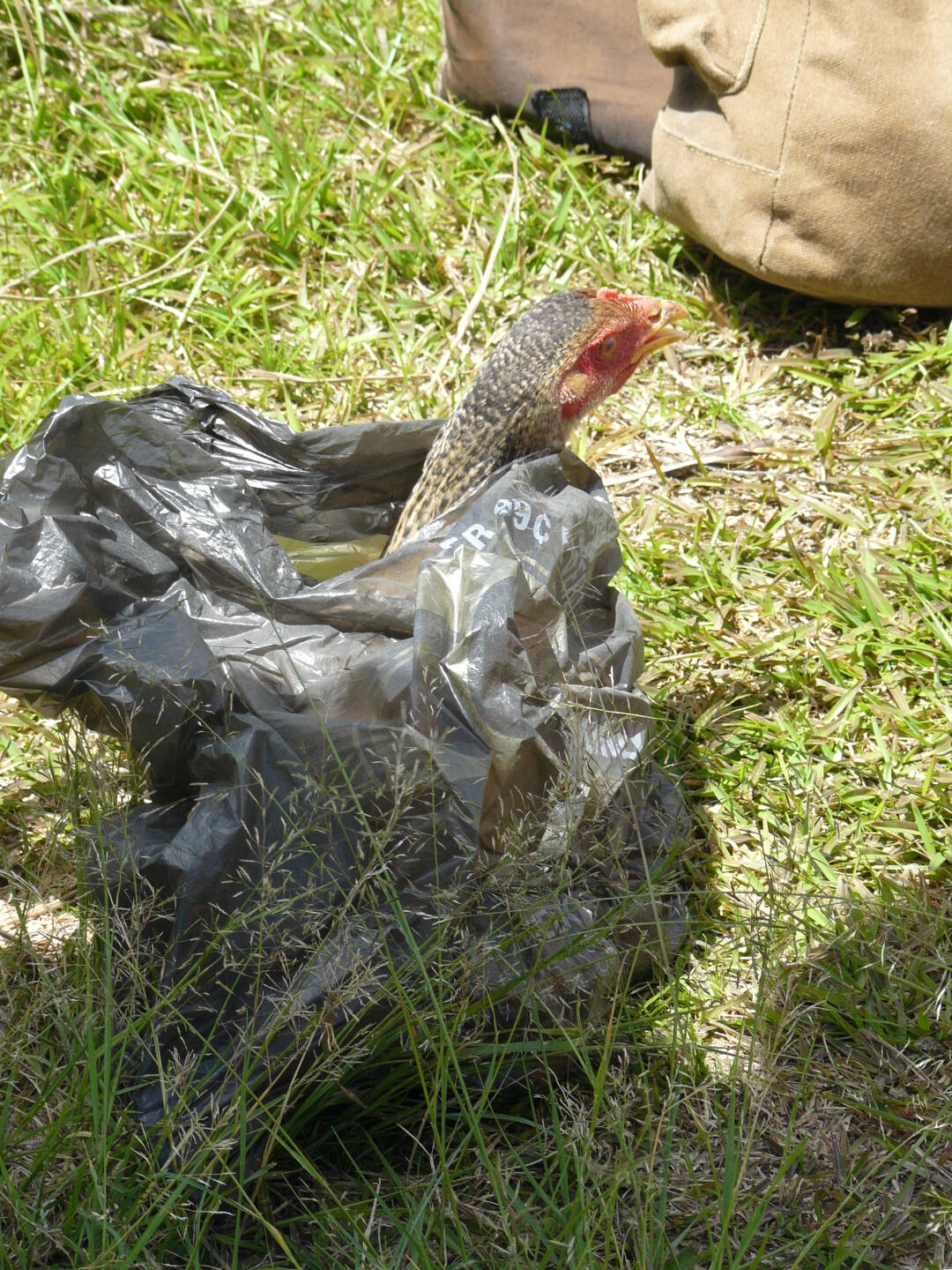Das Huhn am Startplatz