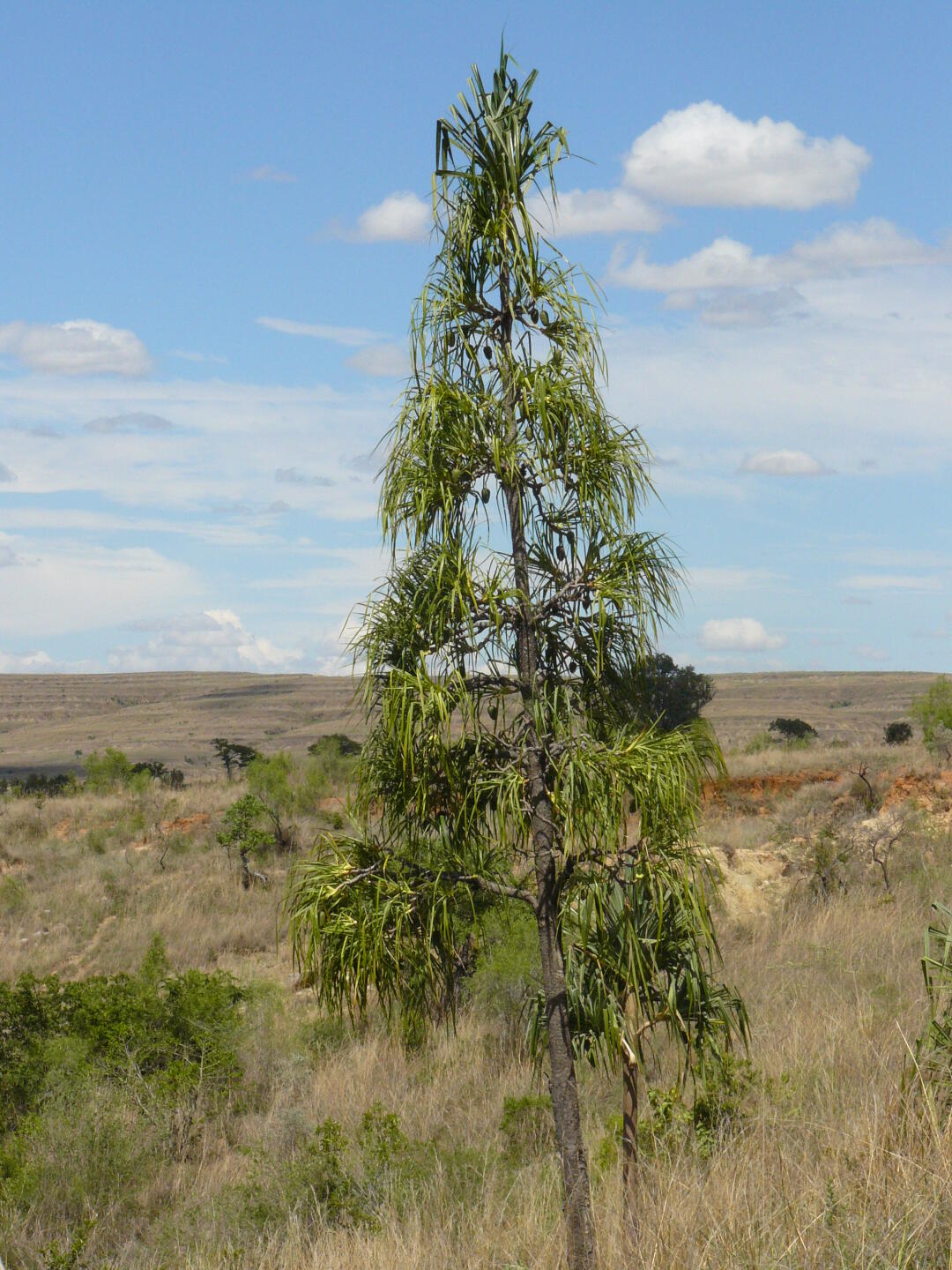 Die Pandanus Palme (<i>Pandanus pulcher</i>) zeigt das Vorhandensein von Wasser an.