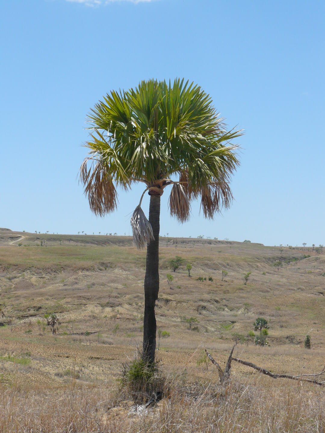 <i>Bismarckia nobilis</i>, die Bismarckpalme.