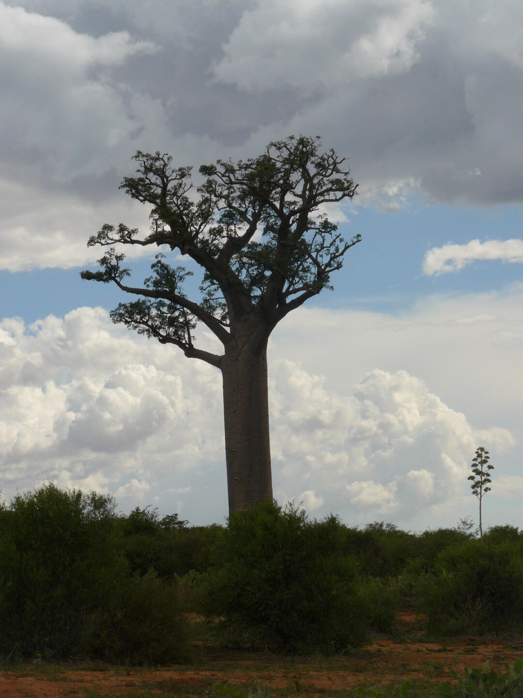 Affenbrotbaum mit Blüte.
