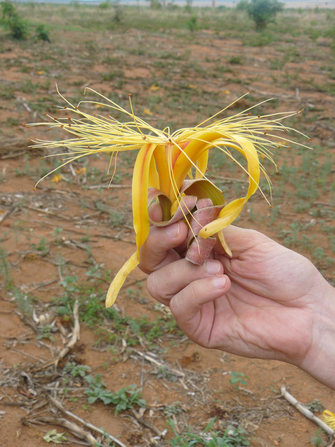 Affenbrotbaum mit Blüte.
