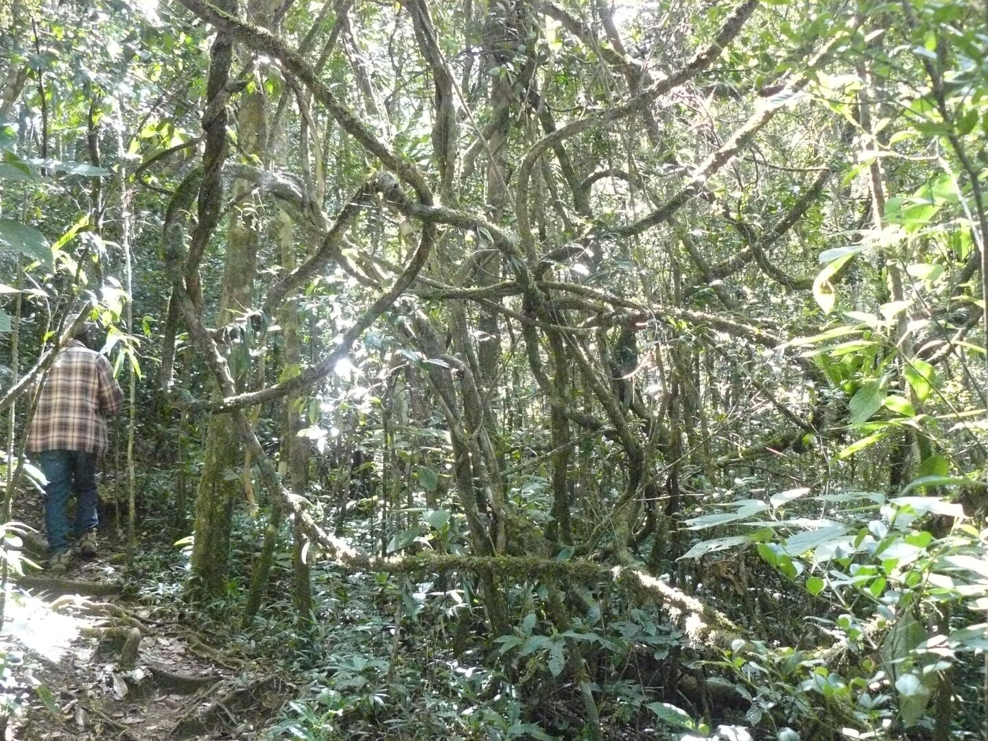 Lianen hängen kreuz und quer. Links im
Bild Nestor, unser Guide.