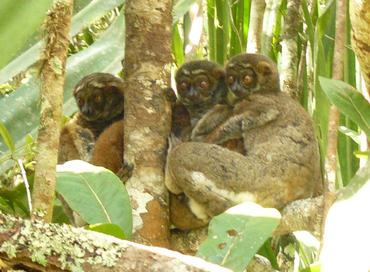 Die nachtaktiven Makis erkennt man an
ihren großen Augen. Tagsüber machen sie die nur unfreiwillig auf.