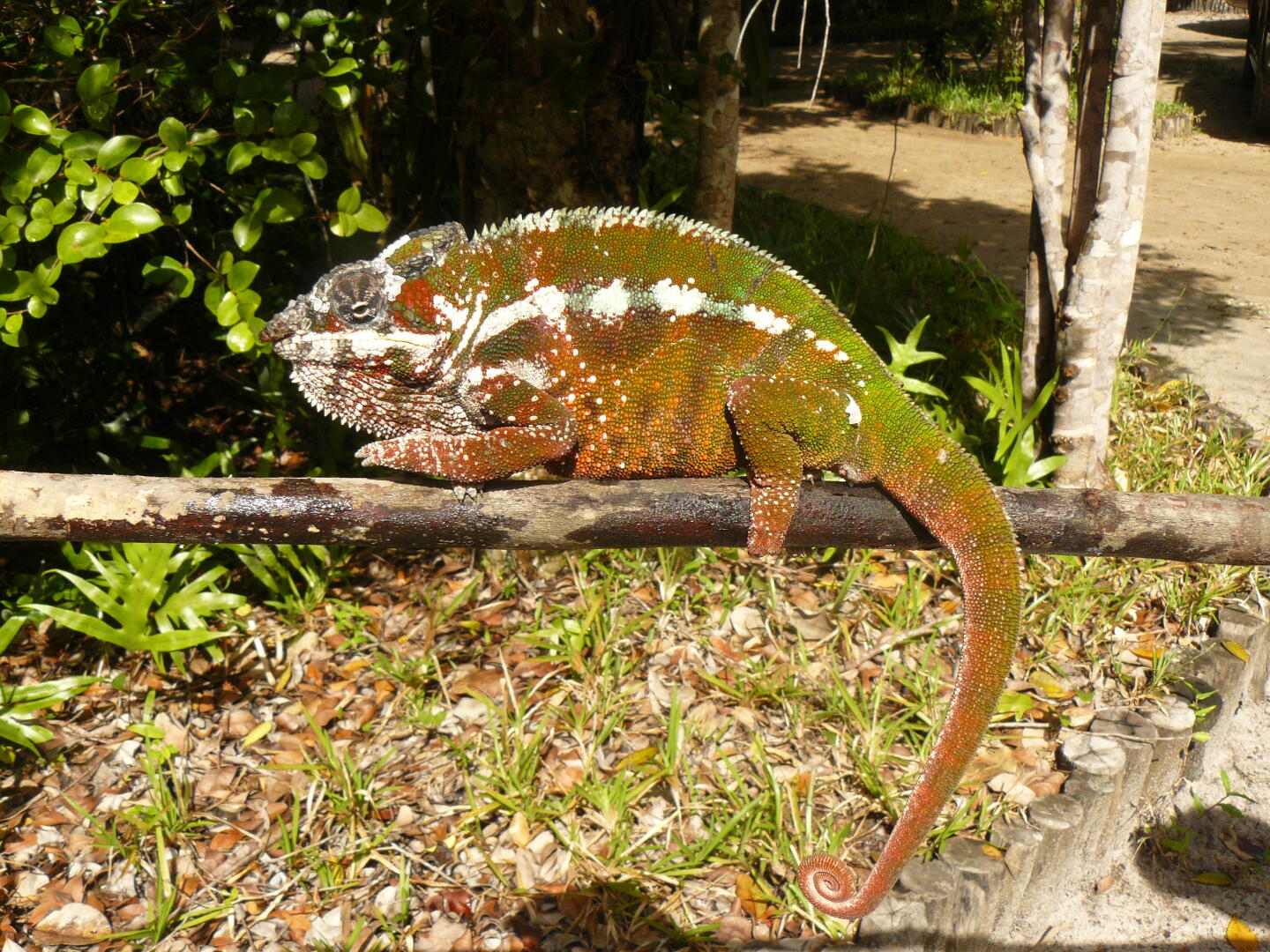 Panther-Chamälein (<i>Furcifer
pardalys</i>). 