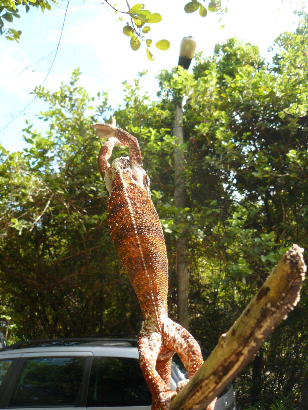 Die Viecher könne sich sehr lang
machen, wenn sie den nächsten Ast erreichen wollen.