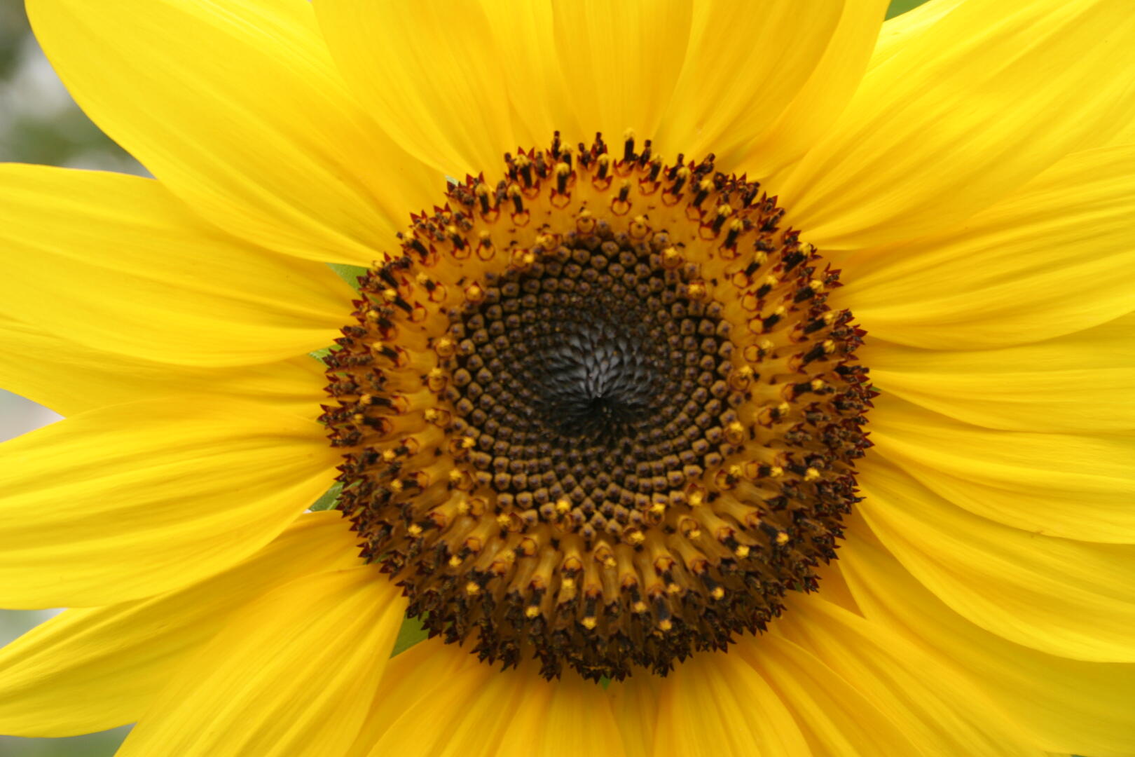 Sonnenblume
