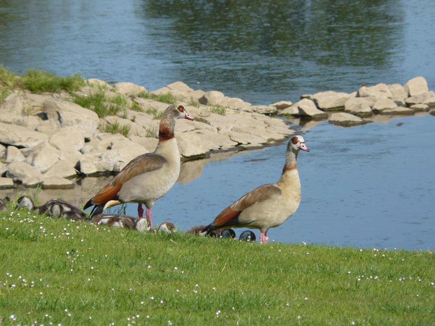 Familie Nilgans beim Morgenspaziergang.