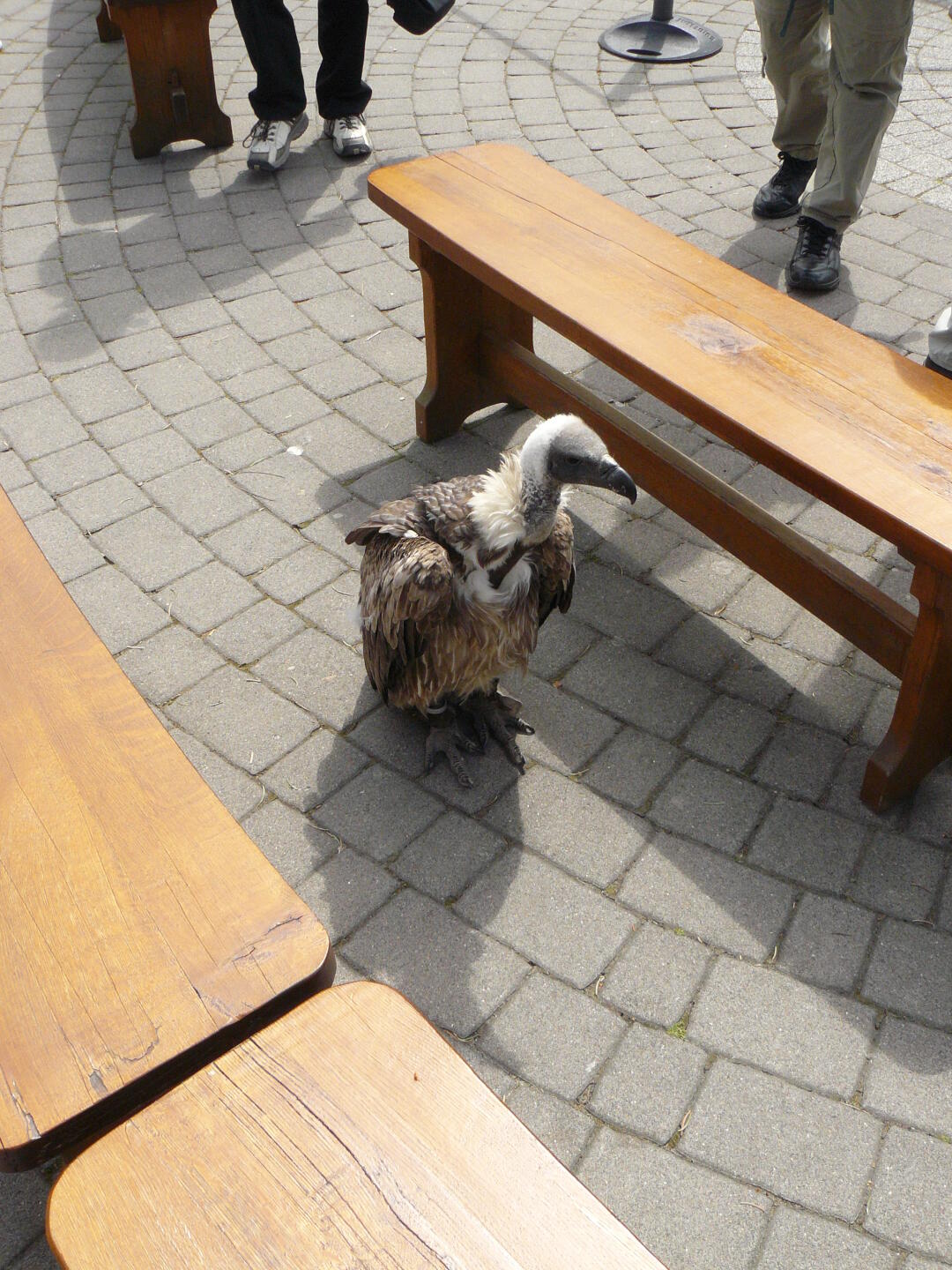 Auf der Adlerwarte Berlebeck: nicht nur Besucher spazieren herum.