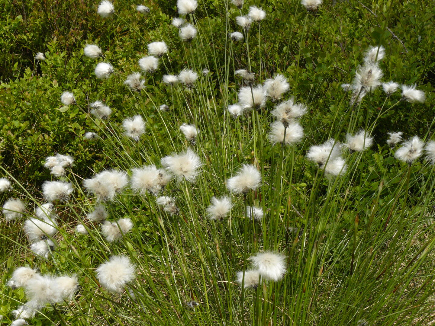 Wollgras am Oderteich.