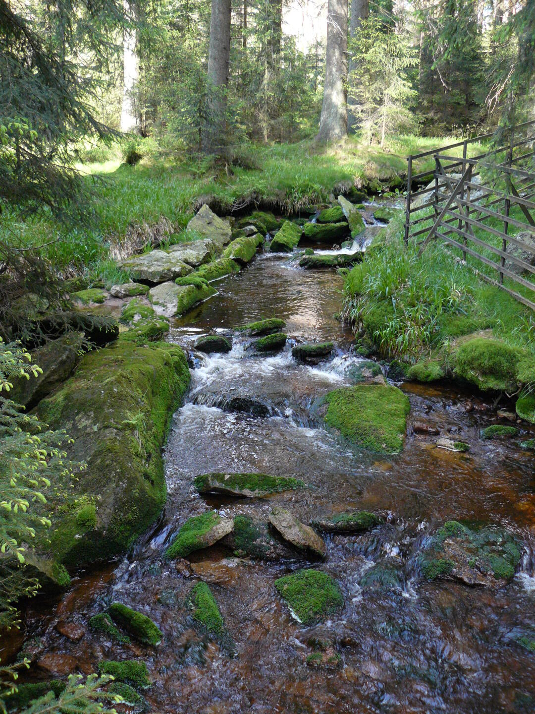 Es ist ja auch schön hier: einer der Zuflüsse zum Oderteich.