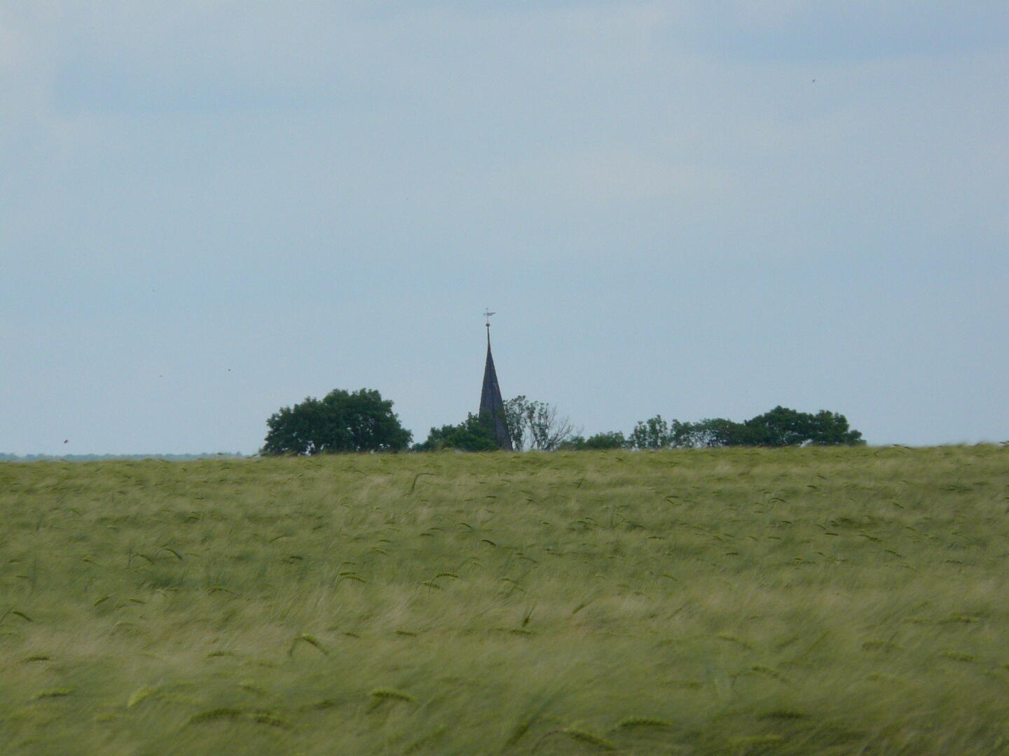 Hier versteckt sich Veckenstedt (?) in einem Kornfeld.