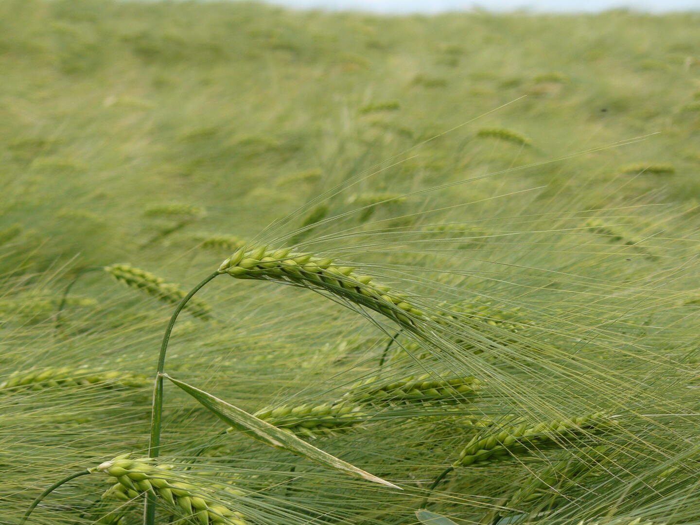 Die Gerste wiegt sich im Wind.