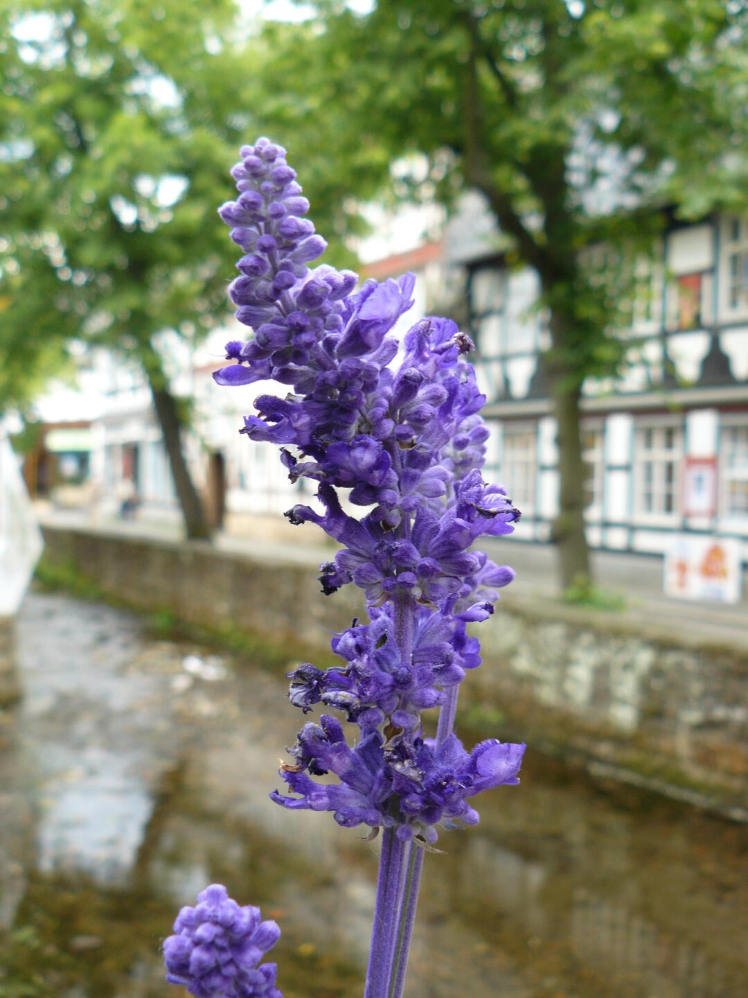 Die Goslarer legen viel Wert auf grün/blau in der Innenstadt.