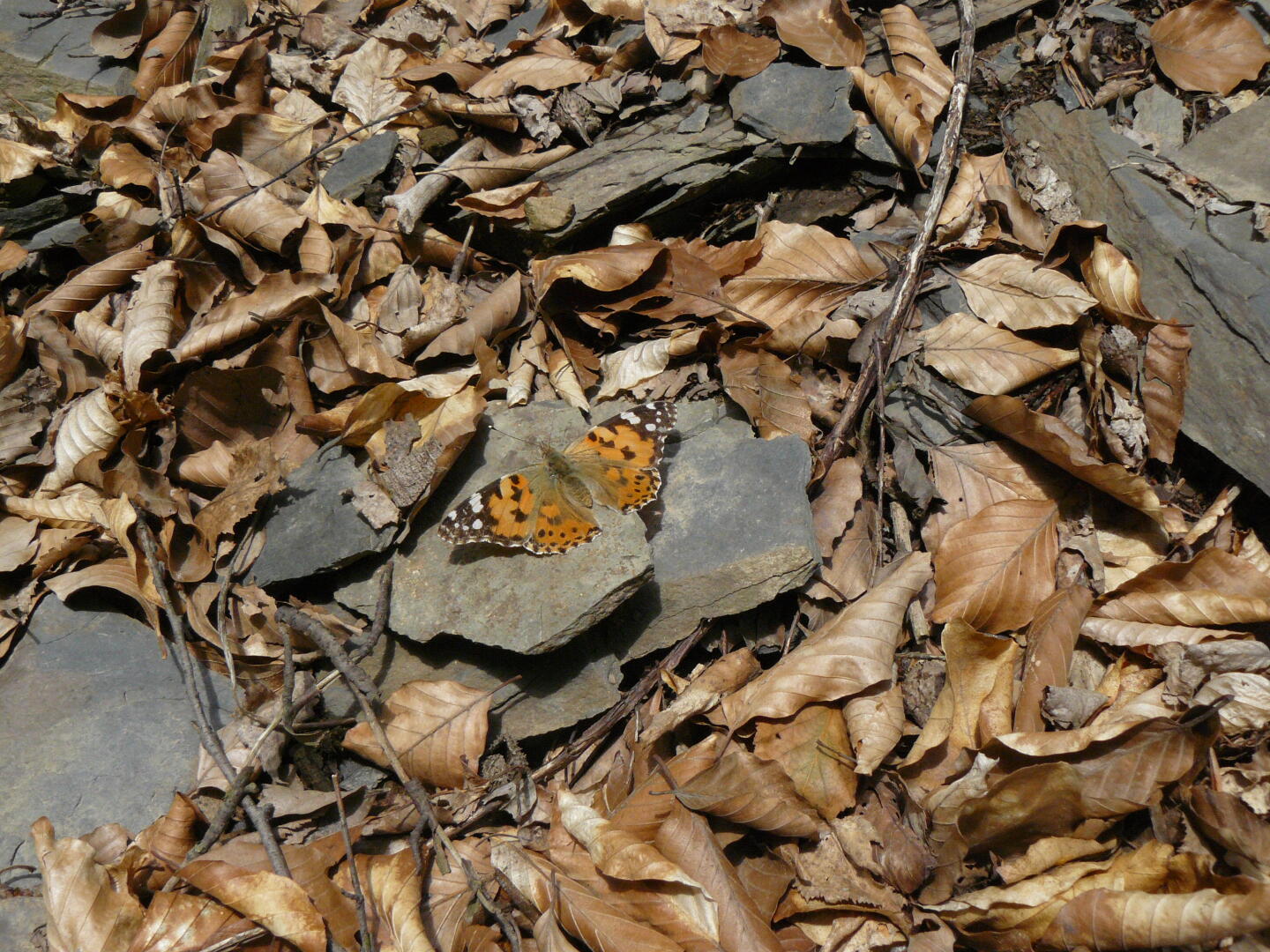 Distelfalter (Vanessa cardui).