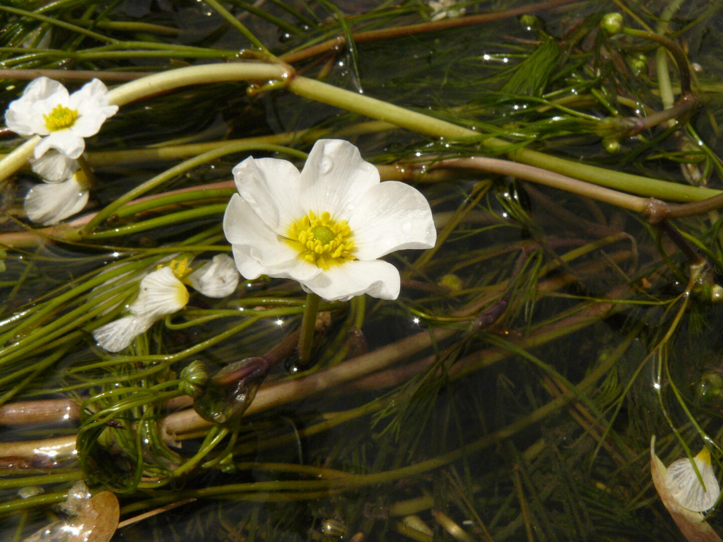... die hübsche kleine Blüten haben.