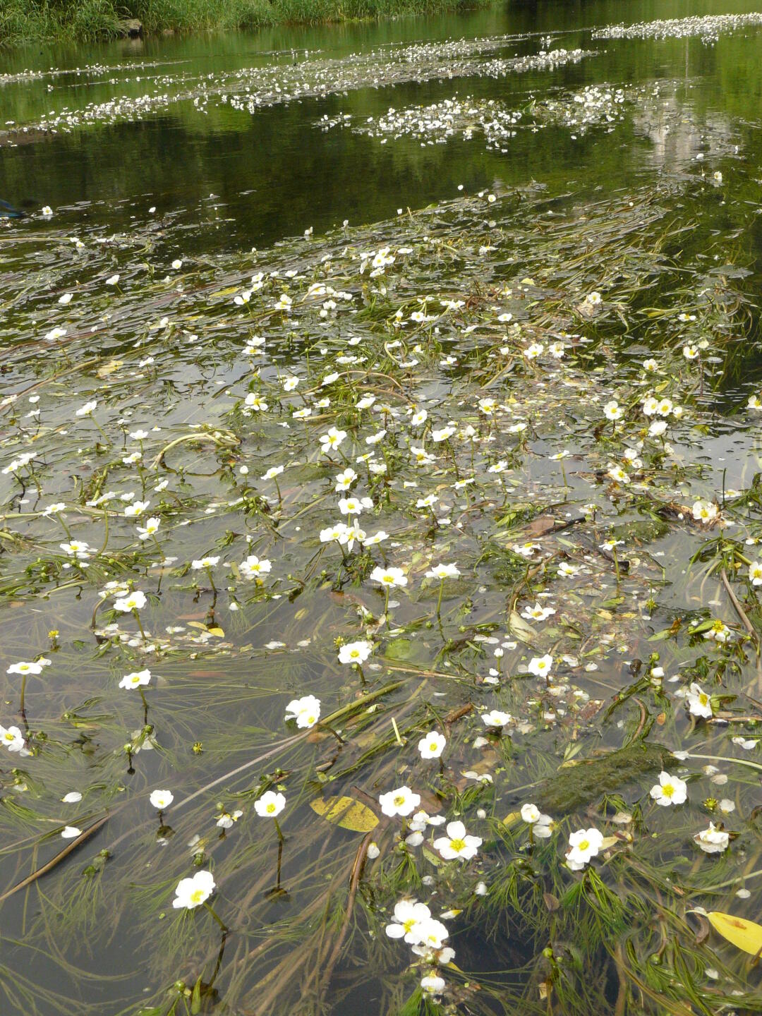 Das flache Wasser ist oft dicht mit Wasserpflanzen bewachsen,