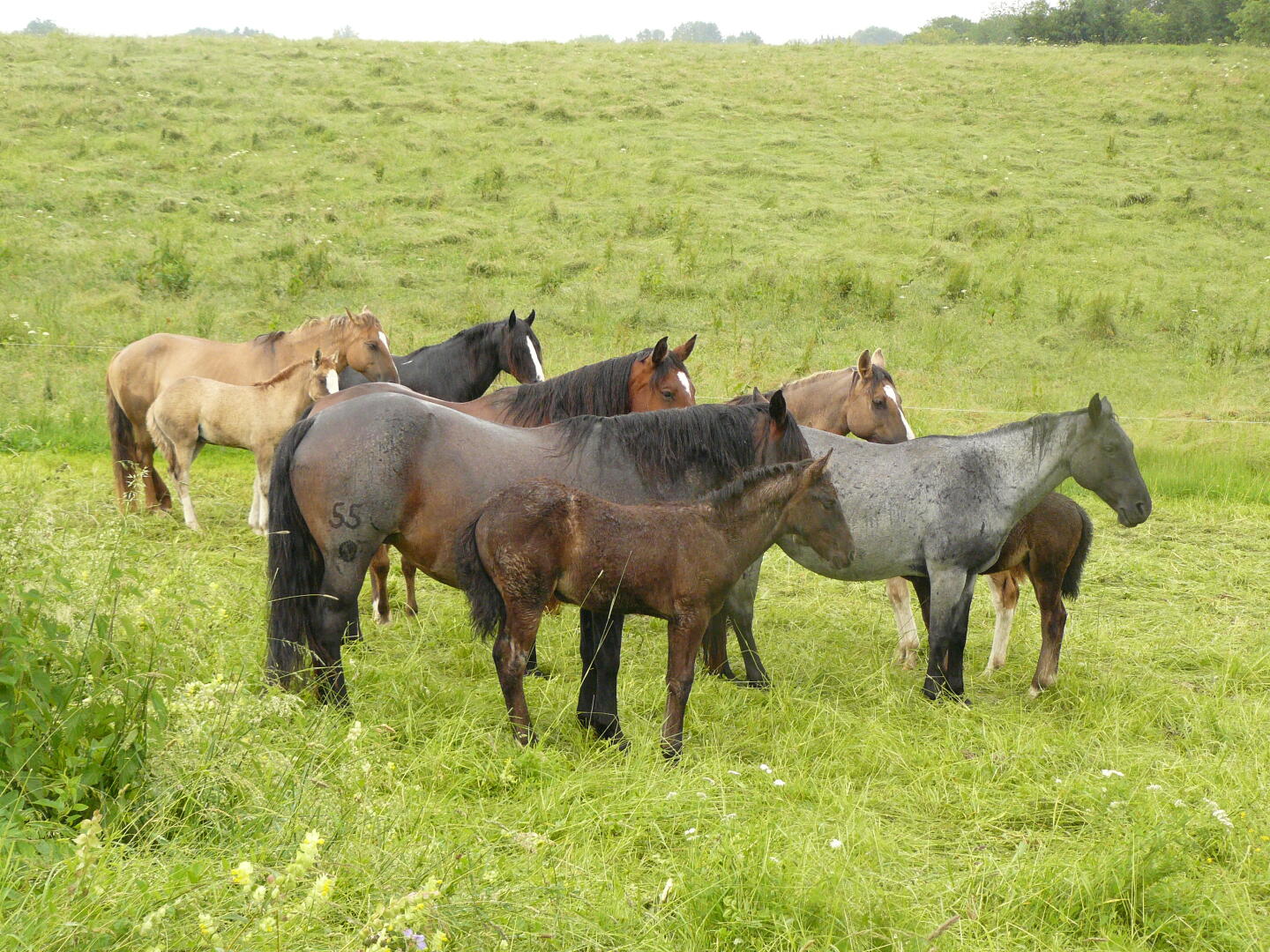 Natürlich regnet es wieder; die Pferde sind genauso naß wie wir.