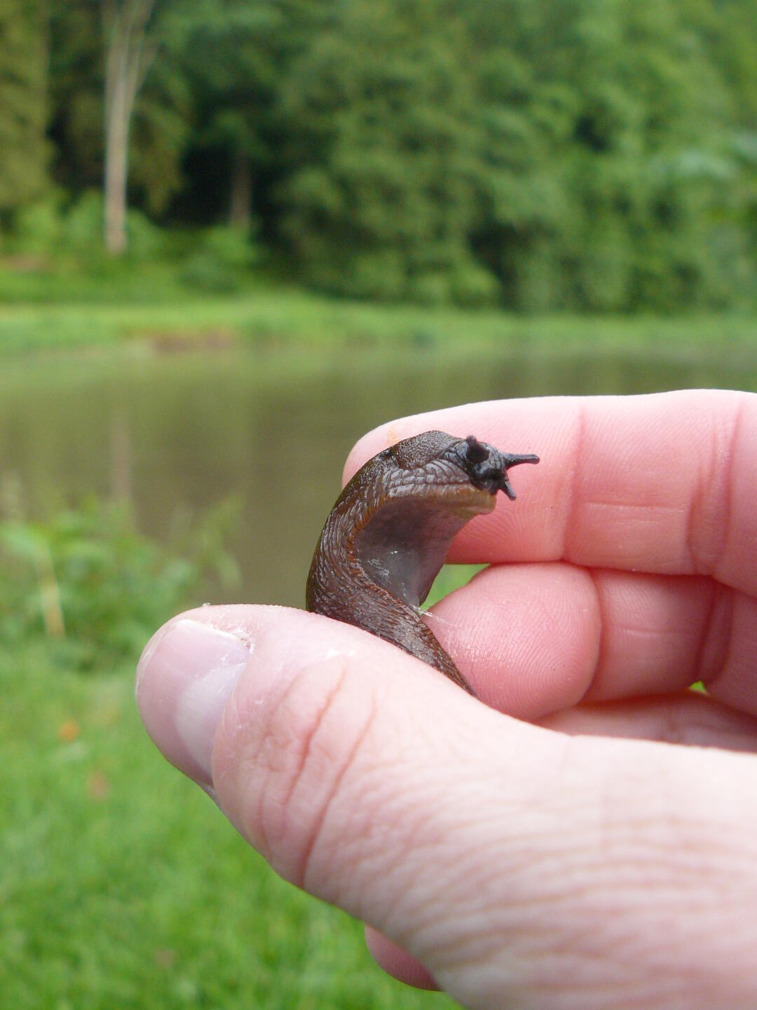 Wir haben reichlich viele Besucher beim Essen.