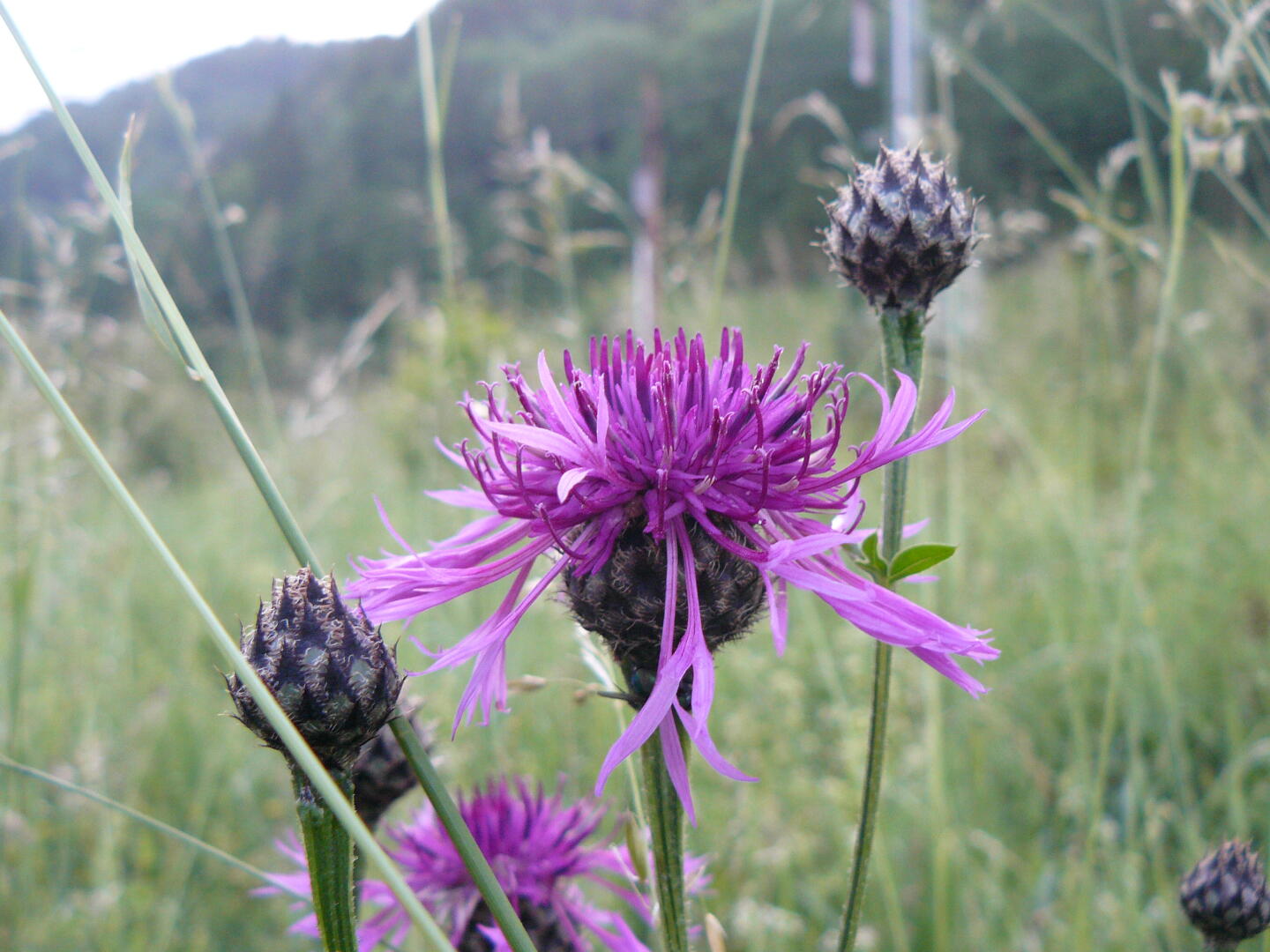Disteln auf der Wiese am Bahndamm.