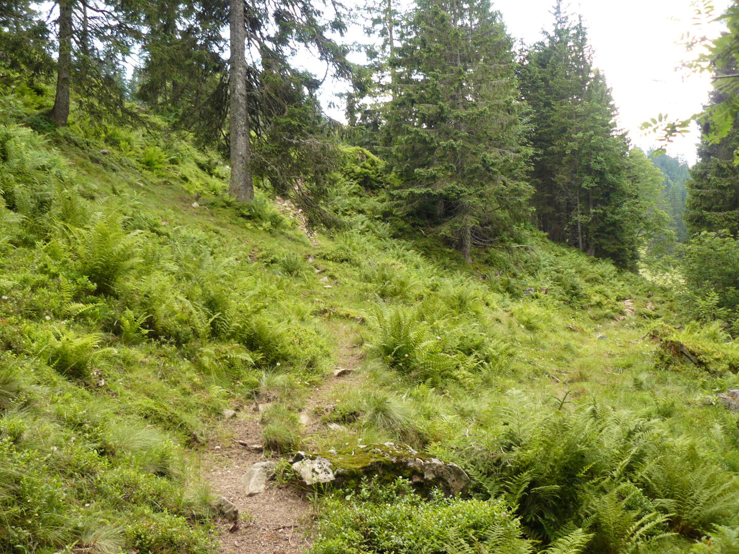 führen dazu, daß ich quer über eine Kuhwiese laufe. Der Trampelpfad stammt von Kühen und hört am gegenüberliegenden Zaun einfach auf. Gut, daß ich das GPS, die neue Karte und das Zentimetermaß dabei habe, dadurch kann ich rausfinden, daß ich nur 150m den Hang hoch wieder auf den richtigen Weg treffe. Als ich gerade über die Kante geschnauft bin und mir die Abendsonne voll ins Gesicht scheint, höre ich vor mir im dunklen Gebüsch ein lautes Rascheln und Trampeln! Großer Schreck: werd ich jetzt von einer Kuhherde umgerannt? -- Blinzelnd sehe ich zwei große schwarze Vögel wegfliegen: Auerhähne! Na, die waren mindestens so entsetzt über die Begegnung wie ich.