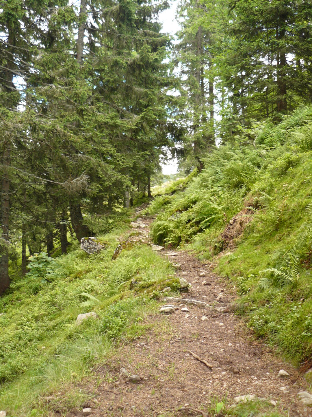 ... und Freude über die kleinen, feinen Trampelpfade ...