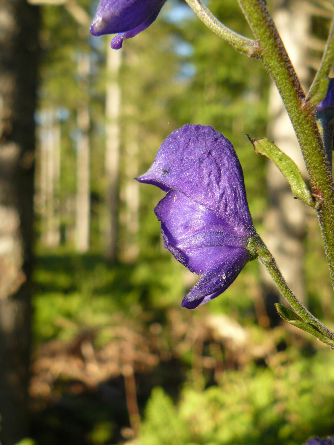 Tja, als Biologin müßte ich eigentlich wissen, was das ist. Es wächst jedenfalls in einem kleinen Naturschutzgebiet, das rund um einen noch kleineren Bach herum angelegt wurde. Die Bachlandschaft mit den durch Beweidung offen gehaltenen Flächen und dem benachbarten Hochmoor ist ökologisch sehr wertvoll. Schade, denn jetzt wär genau die Zeit, einen schönen Schlafplatz zu finden.