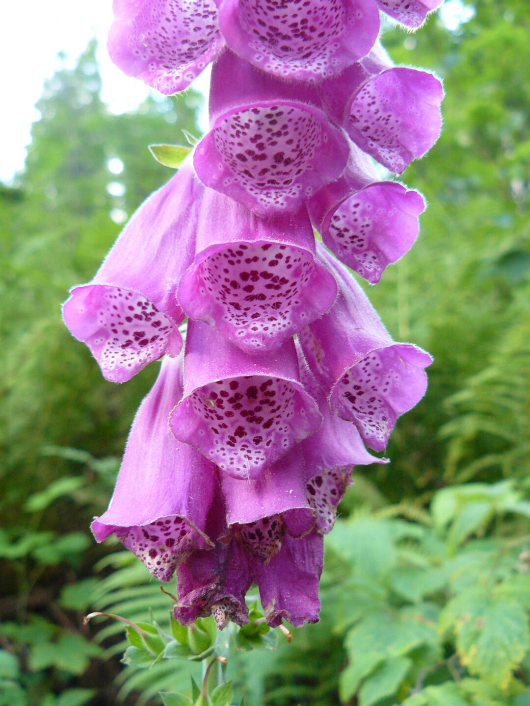 Nach einer ruhigen, regenfreien Nacht wache ich praktisch mit der Sonne auf, die mir tatsächlich schon kurz nach 6 ins Gesicht scheint, obwohl ich mitten im Wald liege. Los geht&rsquo;s! In der Morgensonne leuchtet der Fingerhut, von dem hier reichlich wächst, besonders schön.