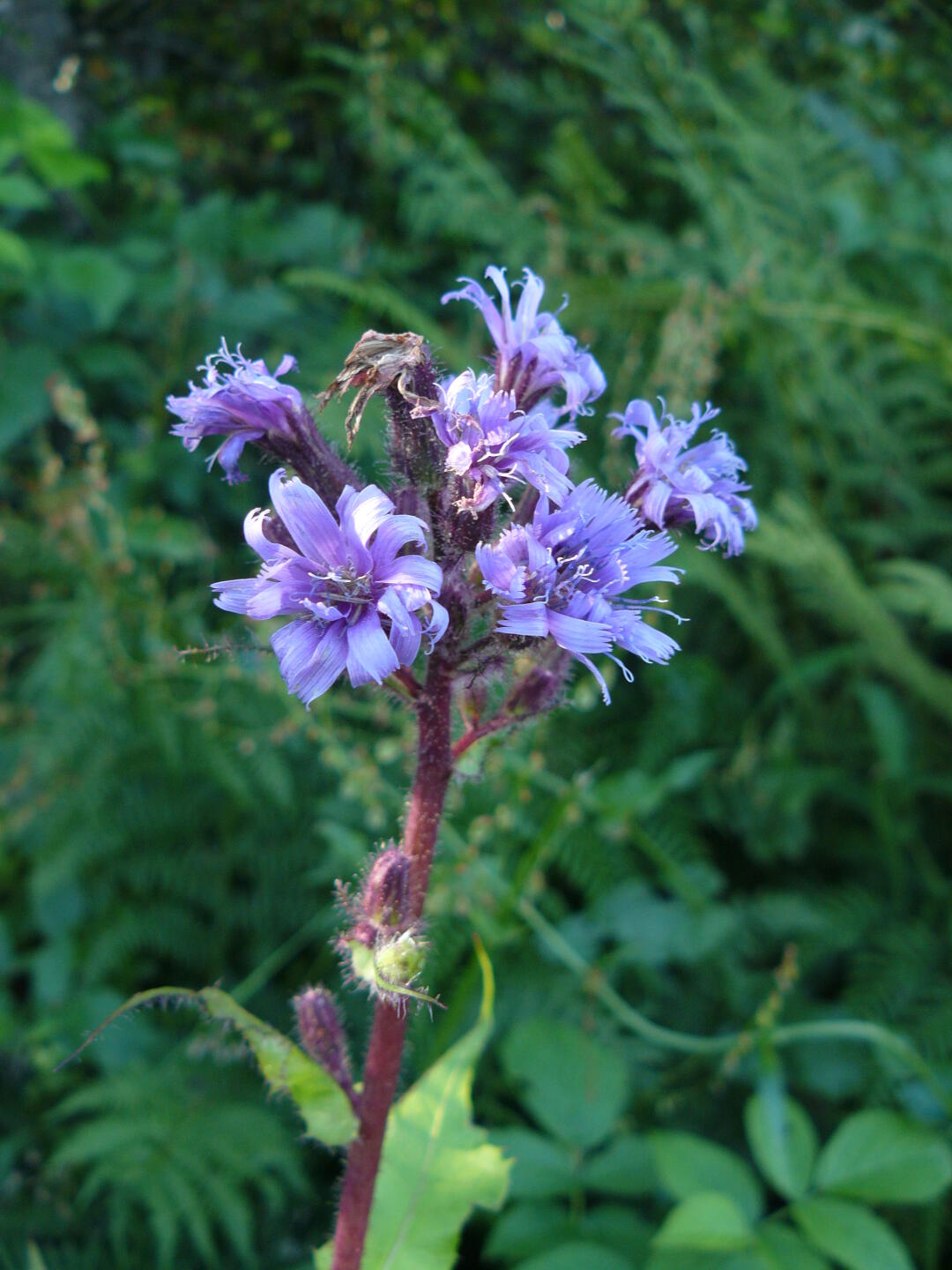 Noch eine blaue Blume.