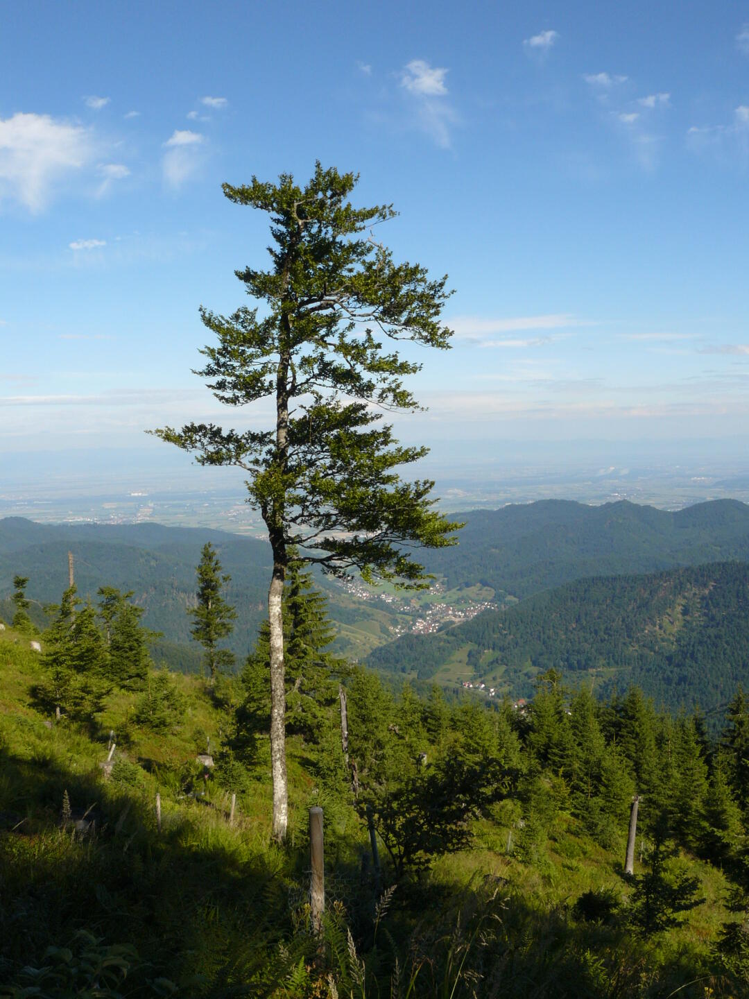 Je mehr Fotos ich mache, desto mehr kann ich beim Anstieg ausruhen. Vielleicht hätte ich doch mehr als 2 Müsliriegel zum Frühstück essen sollen? Blick Richtung Rheinebene.