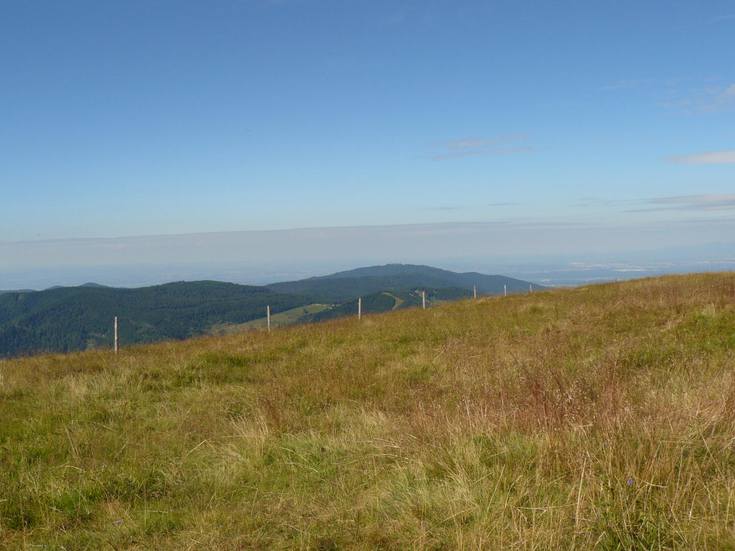 Oben! Der Belchen ist grasbewachsen, obwohl der Gipfel unterhalb der Baumgrenze liegt - der Wald wurde abgeholzt, um Raum für Weideflächen zu schaffen.