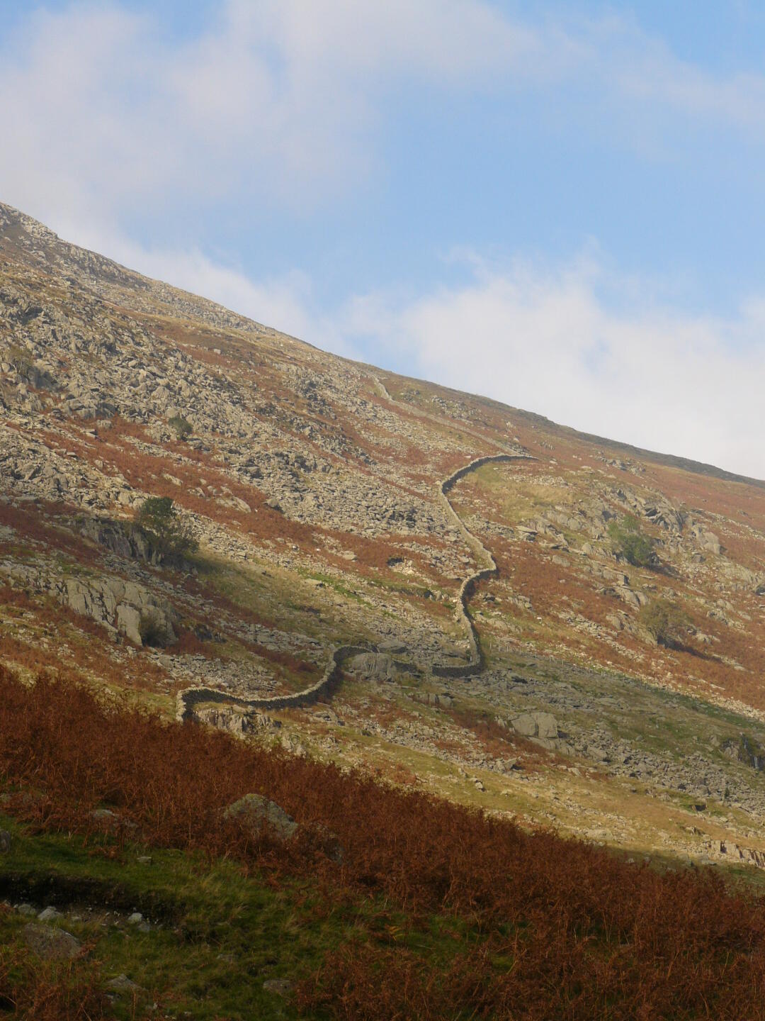 Sunny weather in the afternoon. The red-brownish plants are ferns.