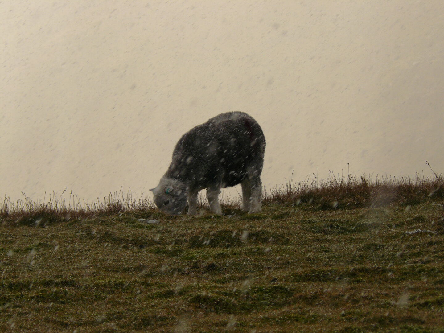 The weather changes quite quickly here. The sheep don&rsquo;t seem to mind at all. Less than an hour later, the sun was out again, and we were full of new energy, which lead us to go up to the High Stile when we reached the  Scarth Gap Pass, instead of going down into Buttermere valley to walk back to the hostel along the lake. No more pictures for the rest of the day because it got dark quite quickly and when we reached the High Stile, we hat to get out our torches and still couldn&rsquo;t find the path down, which saw us scrambling downhill on the most direct route towards  Bleaberry Tarn, where we met the path and followed it back to Buttermere. The advantage of this late return was that dinner was ready and the showers were all free :-)