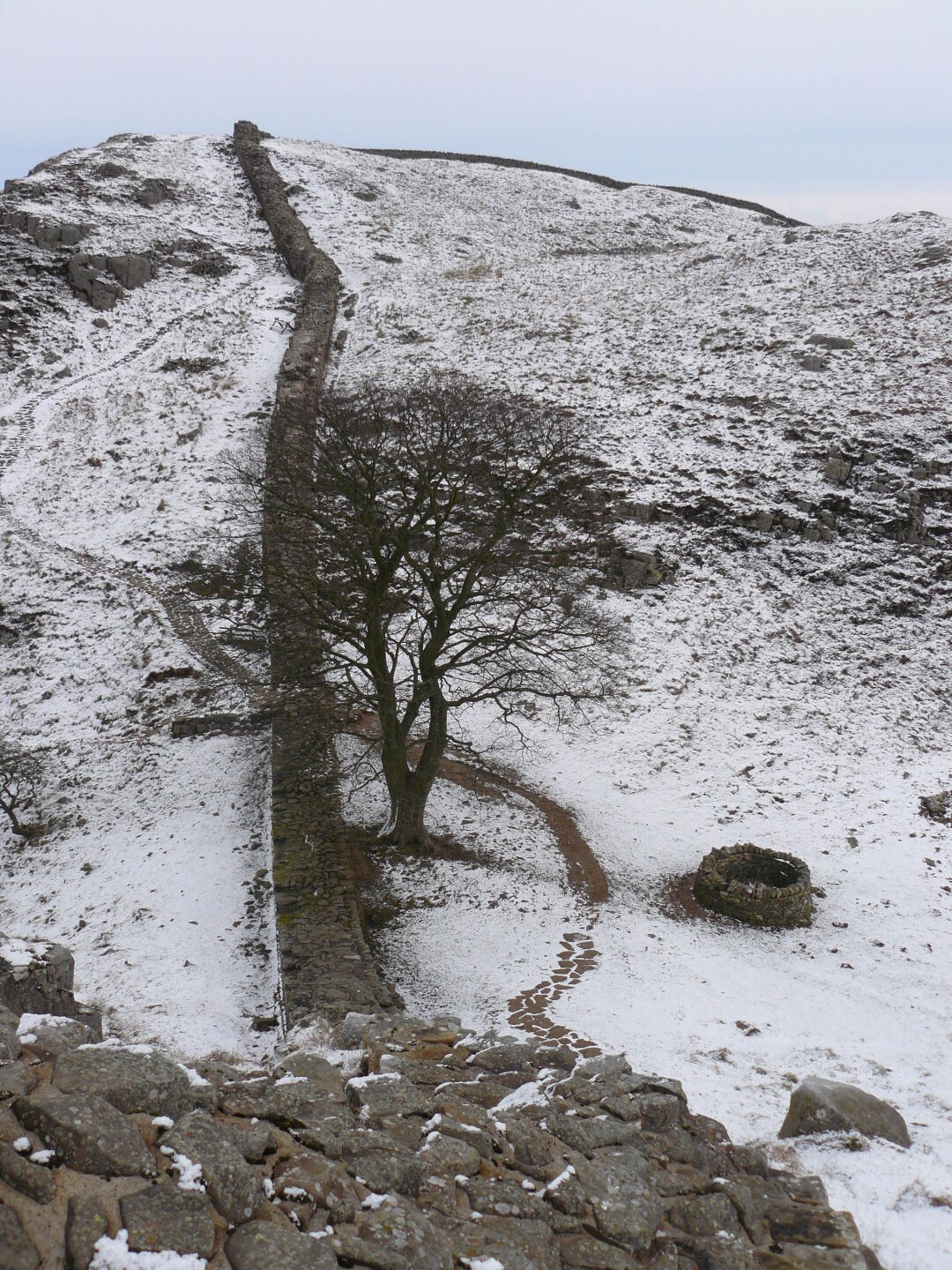 Robin Hood&rsquo;s Tree (from the film with Kevin Costner).