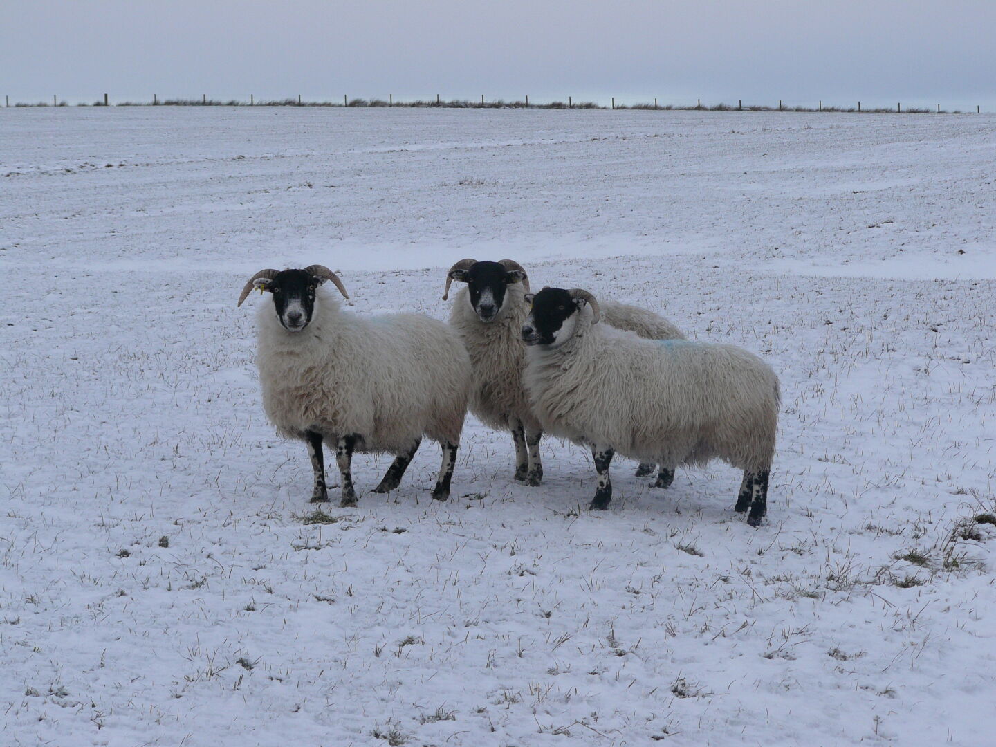 The path crosses this sheep's grazing ground, and they are quite intrigued by the unexpected visitors.