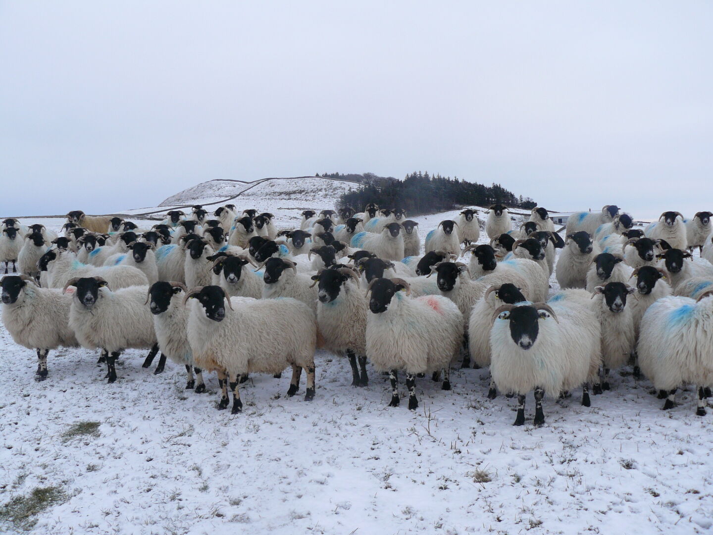 As they are herd animals, all of them want to take a closer look.
