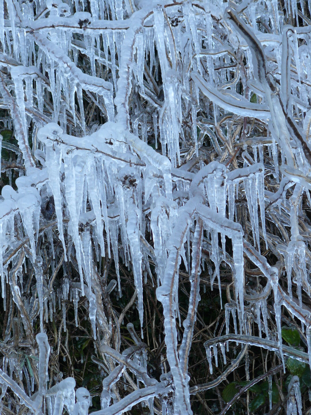 Water dripping down the cliff has frozen,...
