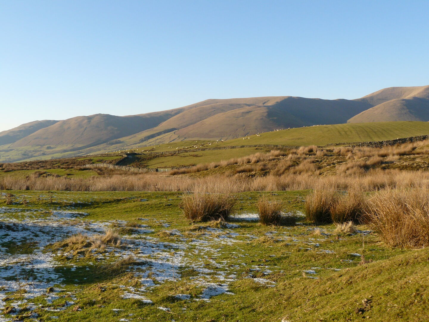 The first sheep today.