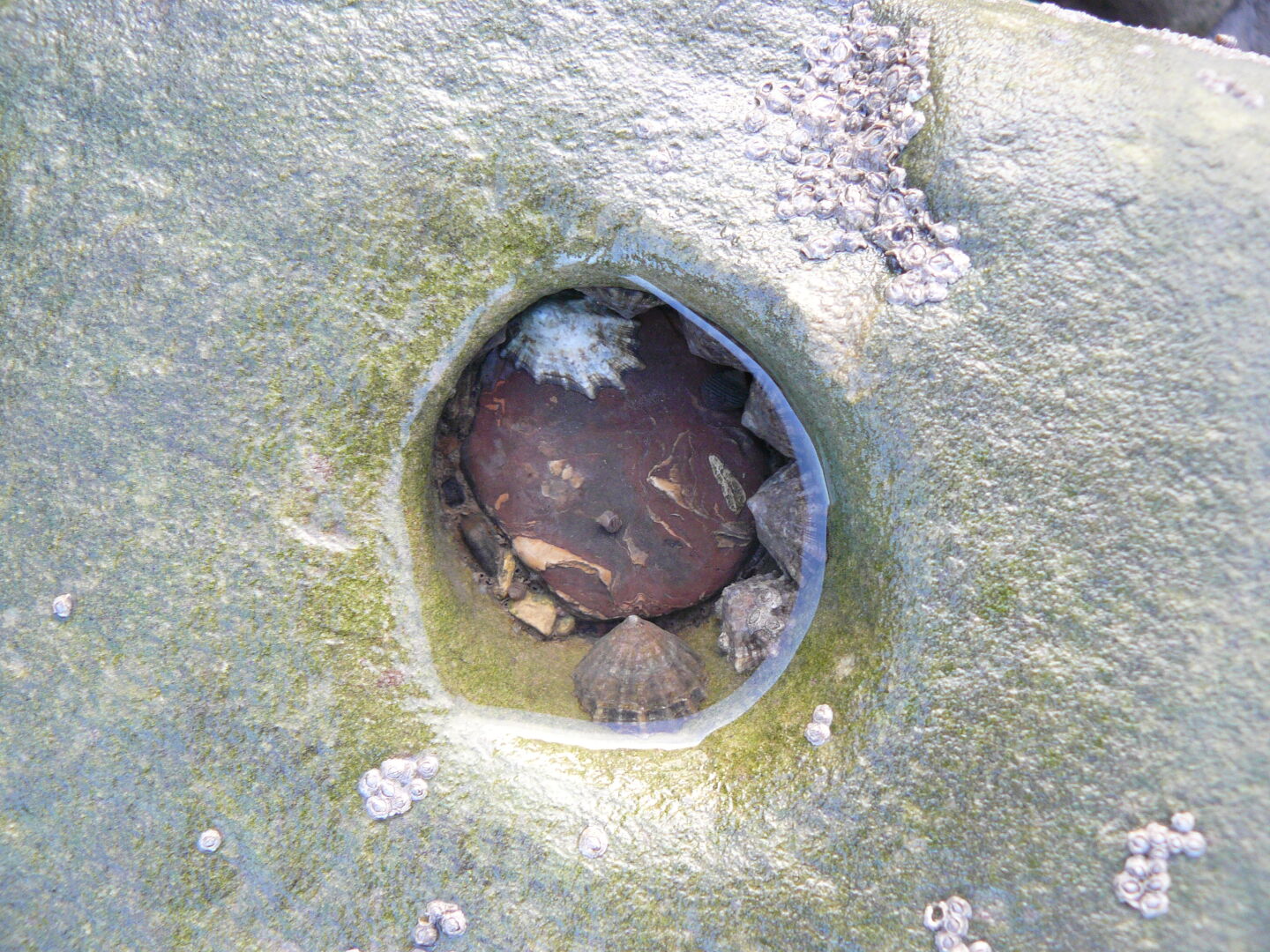 Each water-filled hole, no matter how tiny, becomes an animal refuge during low tide.
