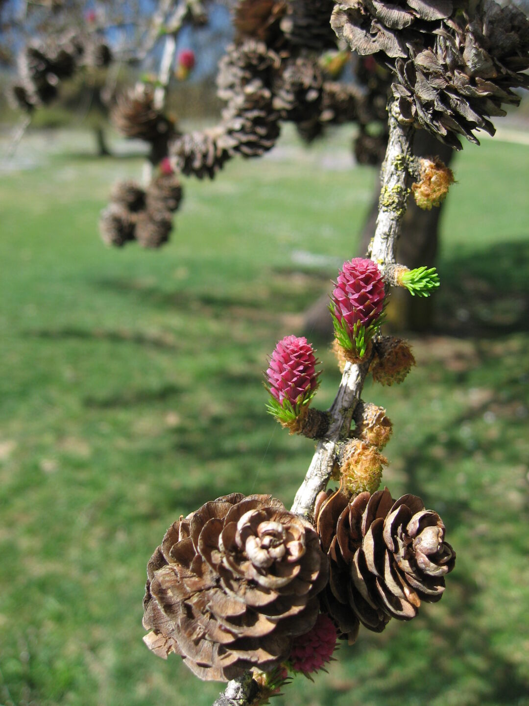 Here in Southern Tyrol, spring is just beginning in the high mountains. The larches were flowering.