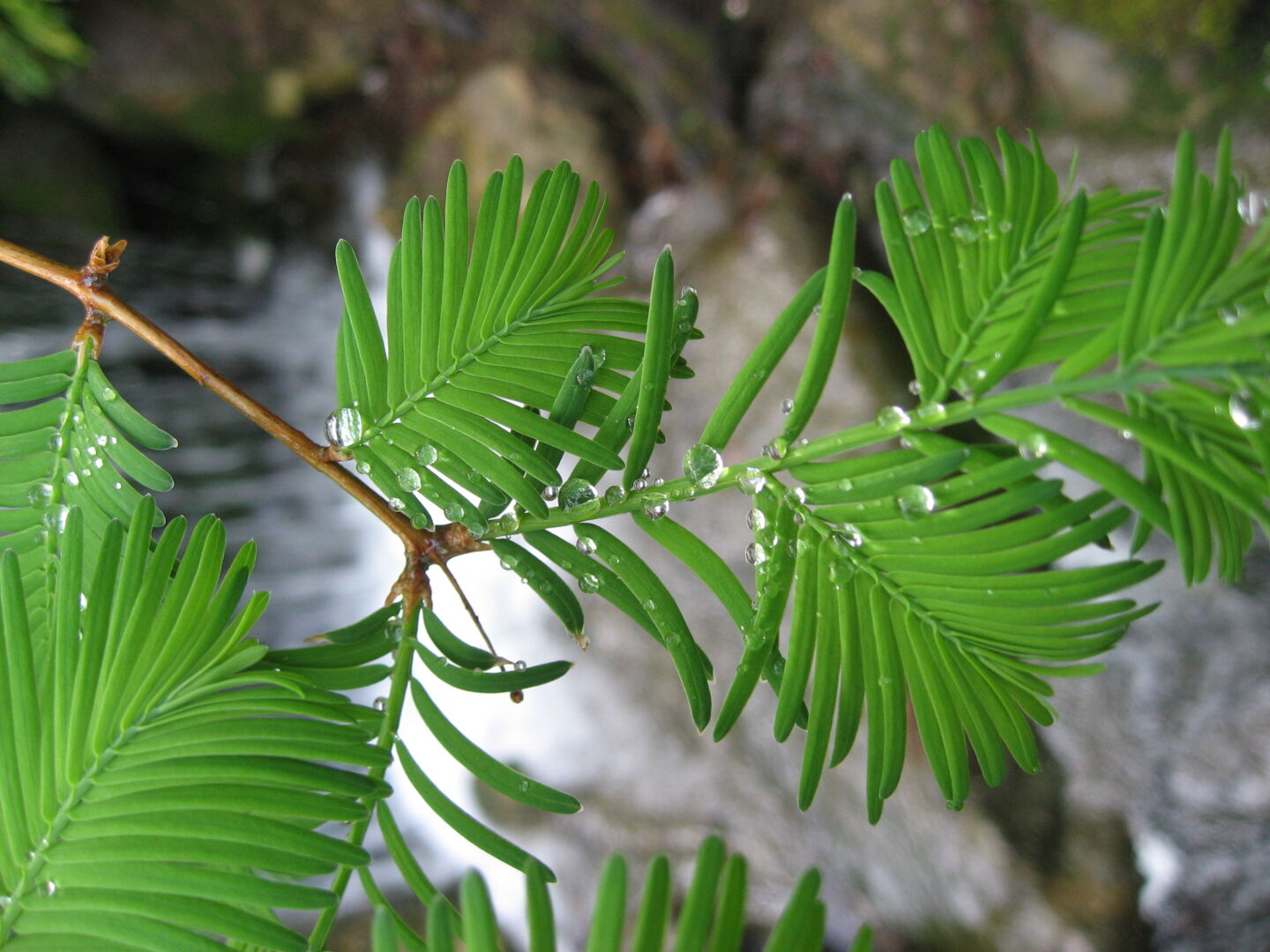The Gardens of Castle Trauttmansdorff in Merano offered plenty of opportunities for plant pictures. Thankfully we came early in the morning when they were not yet overcrowded.