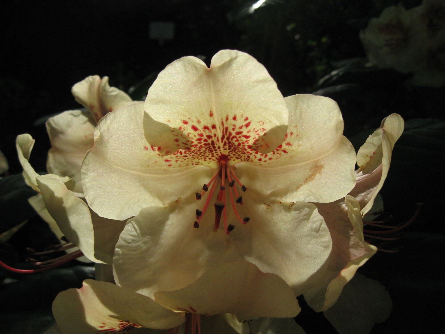Rhododendron sp.