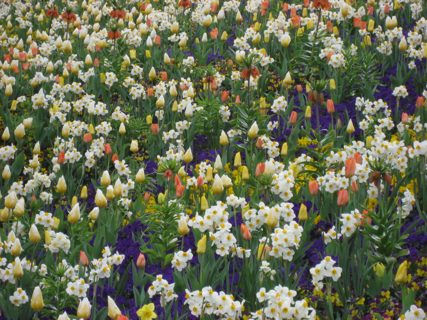 Lots of spring flowers.
