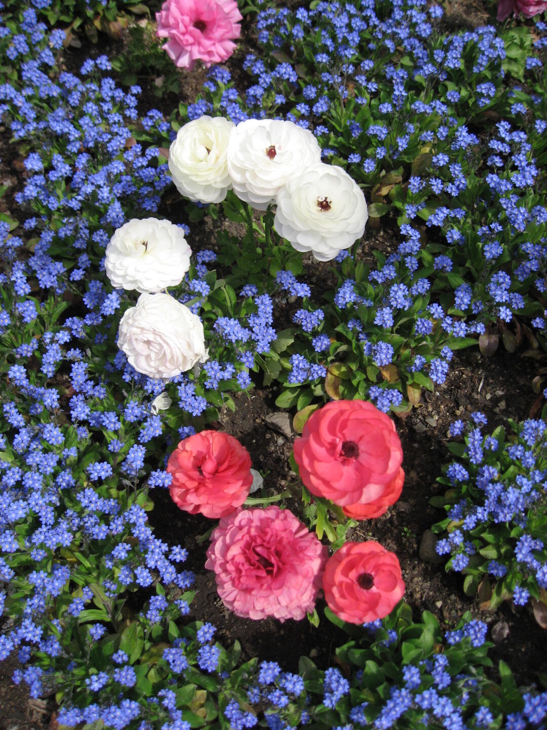 White,  pink and blue...