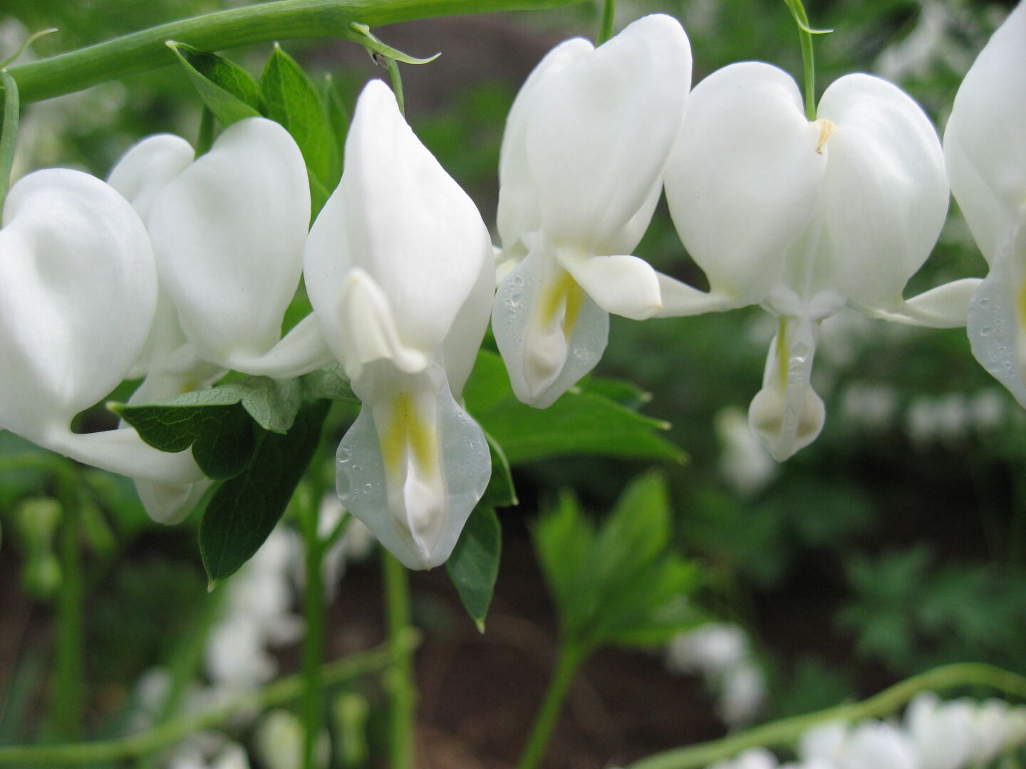 A whole meadow was full of these... weeping hearts?