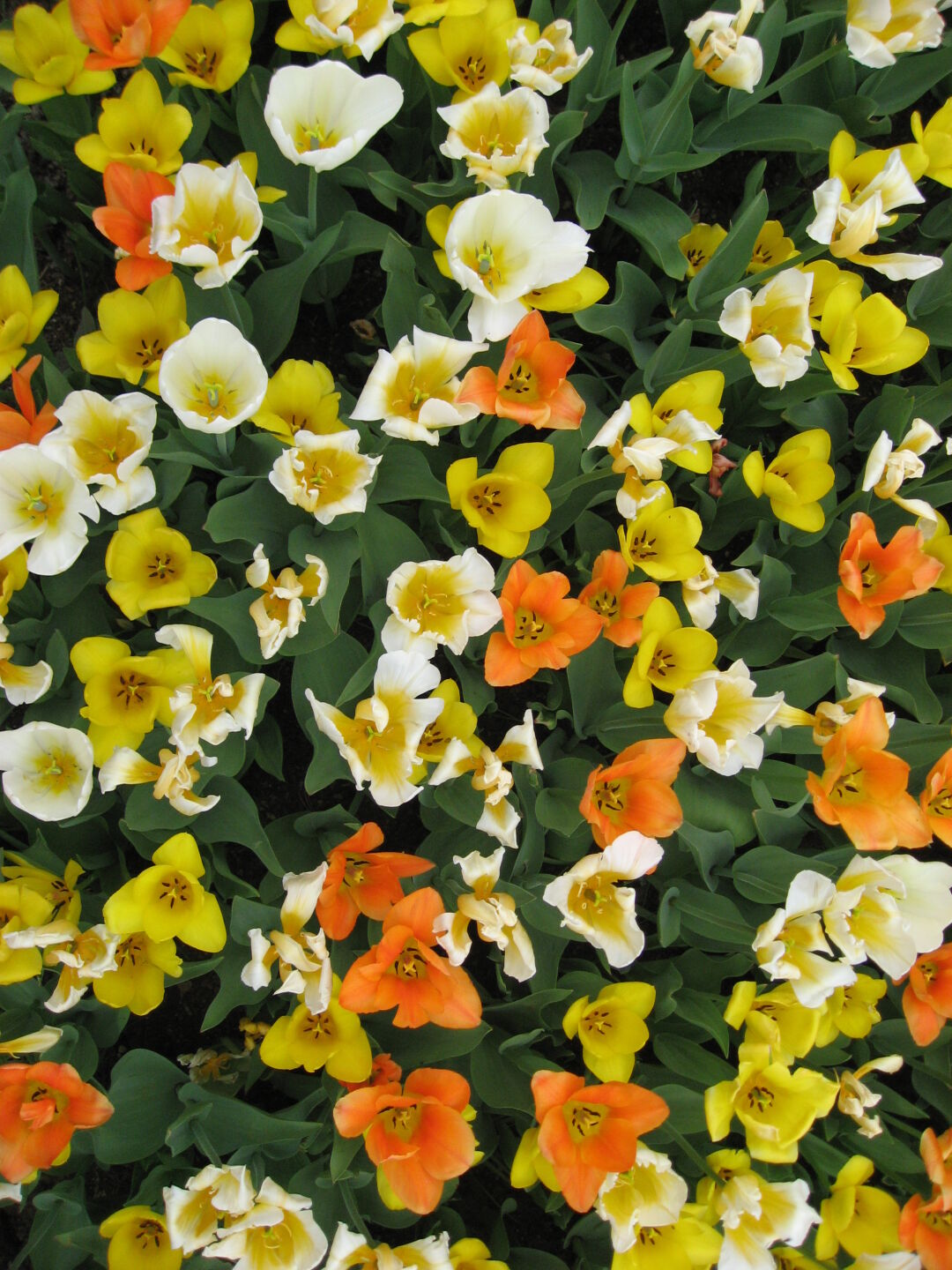 ... and orange, yellow, and white...